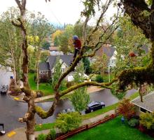 arborist in Oregon 