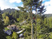 tree pruning and trimming oregon tree care