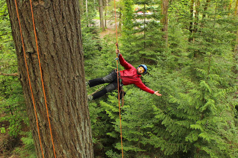 what do oregon tree care arborists do