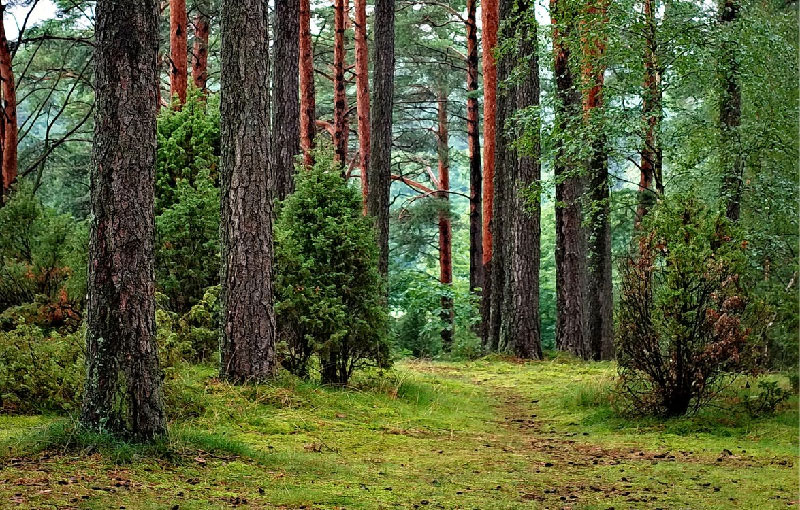 oregon tree care inspections