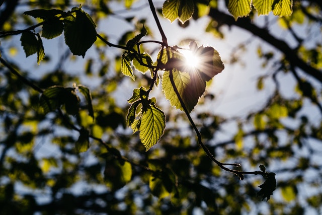 benefits of healthy trees portland oregon tree care