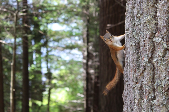 tree-care-remodeling