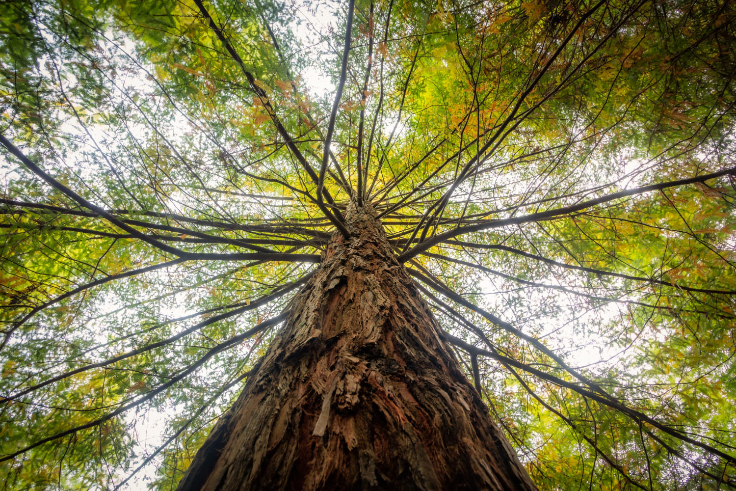 Impact of Weather on Tree Health