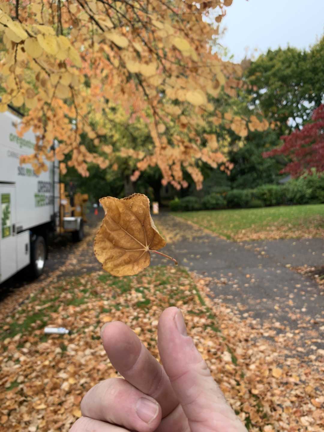oregon tree care guide to tree disease prevention
