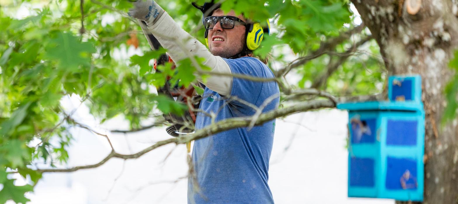 Oregon Tree Care arborist pruning a tree canopy