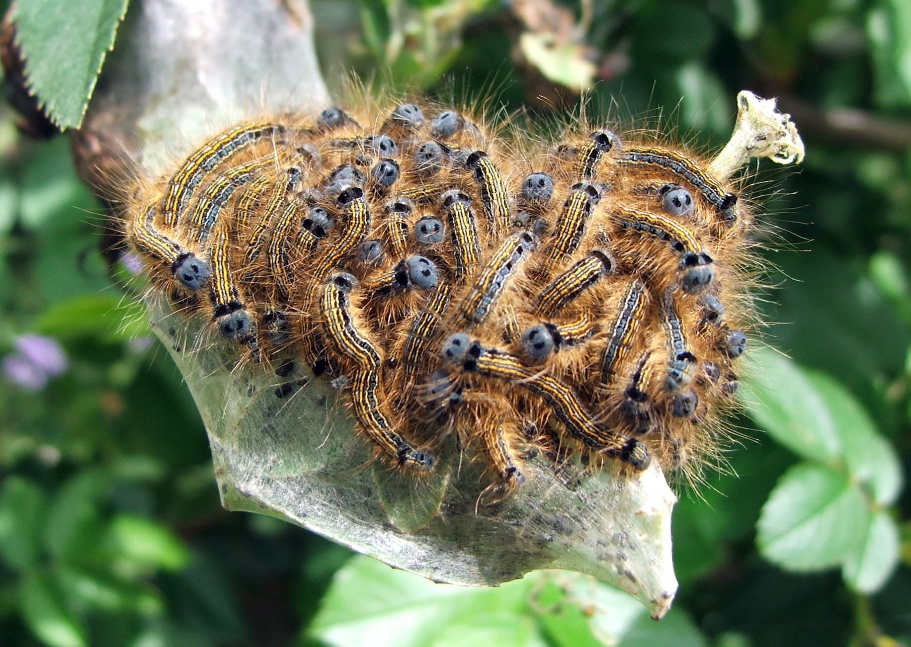 Western Tent Caterpillar