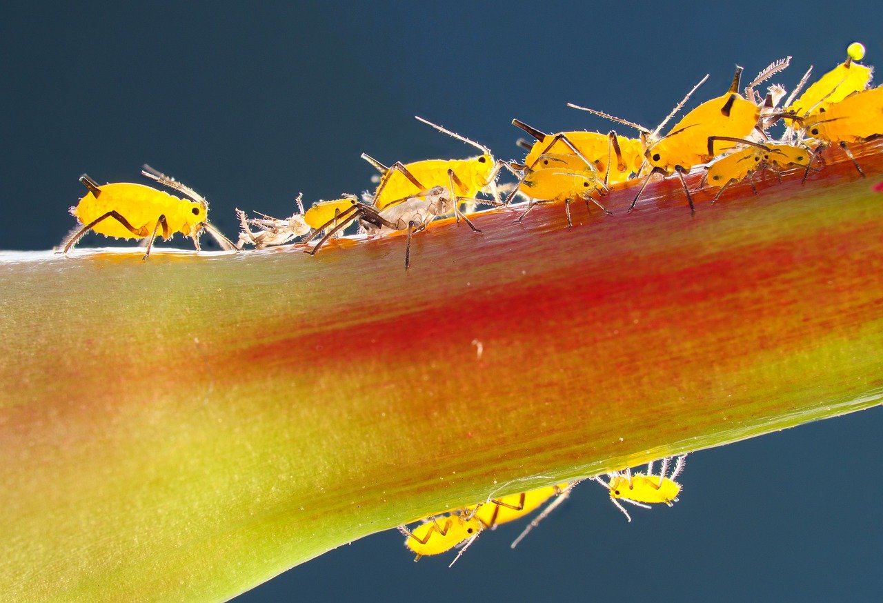 Aphids