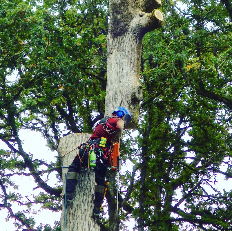 tigard Arborist tree removal oregon tree care