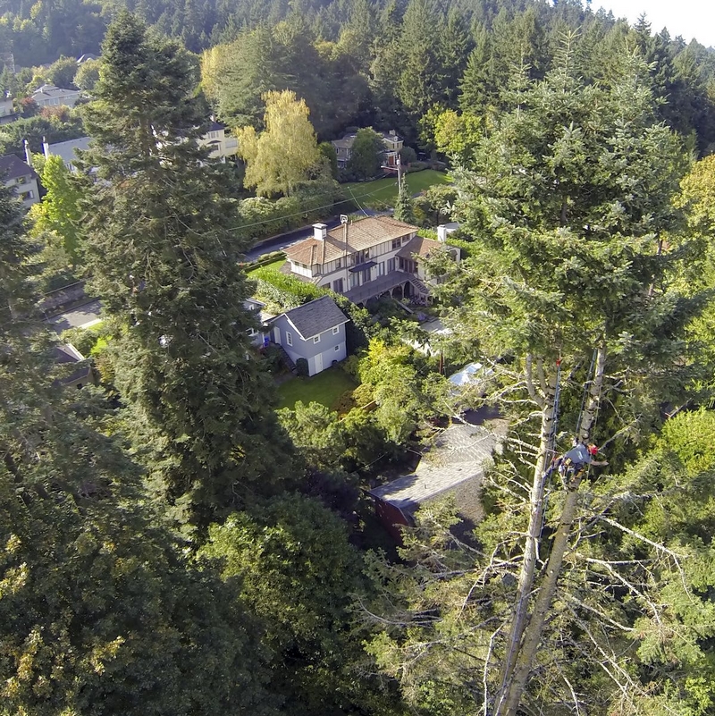 arborist in tree portland oregon tree care