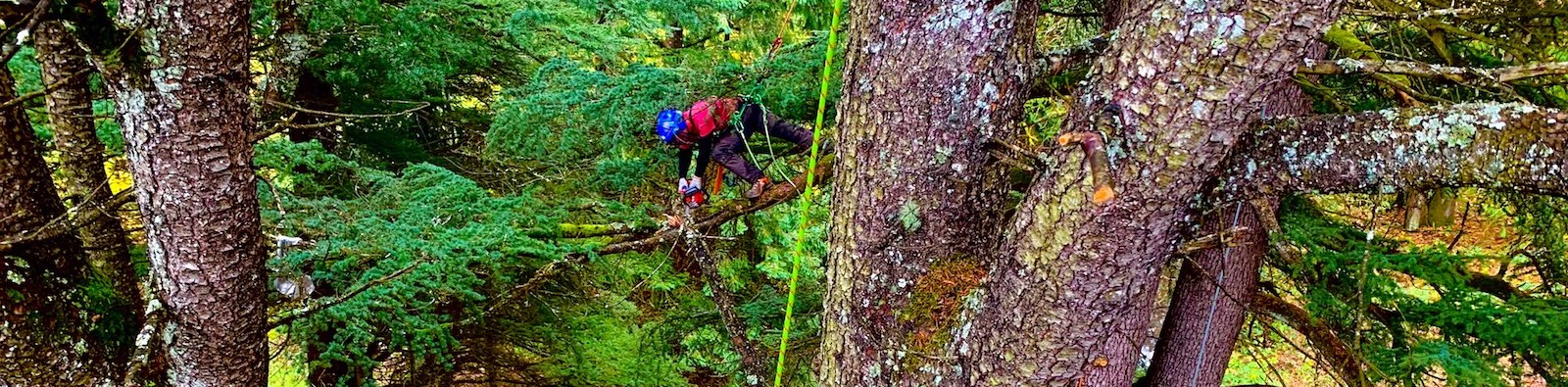 emergency tree services milwaukie Arborist oregon tree care