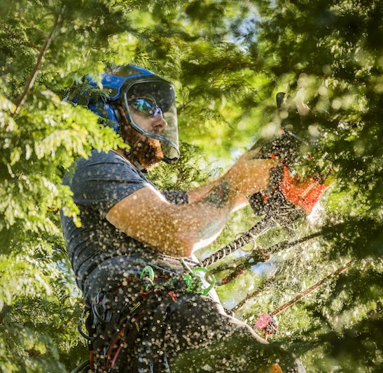 tree trimming and pruning west linn oregon tree care