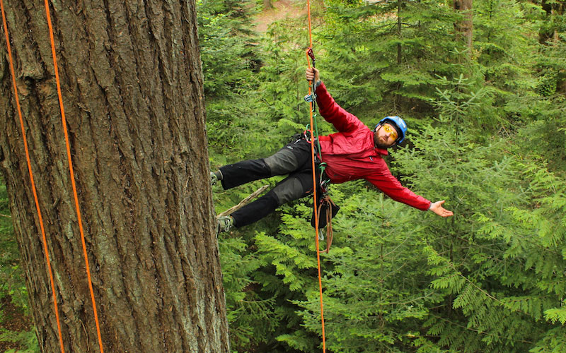 hiring tree climbers at oregon tree care