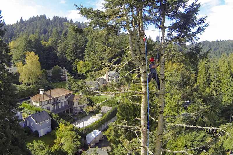 why is tree care important oregon tree care