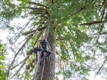 Oregon Tree Care