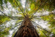 Storm-damaged tree showing signs of structural weakness